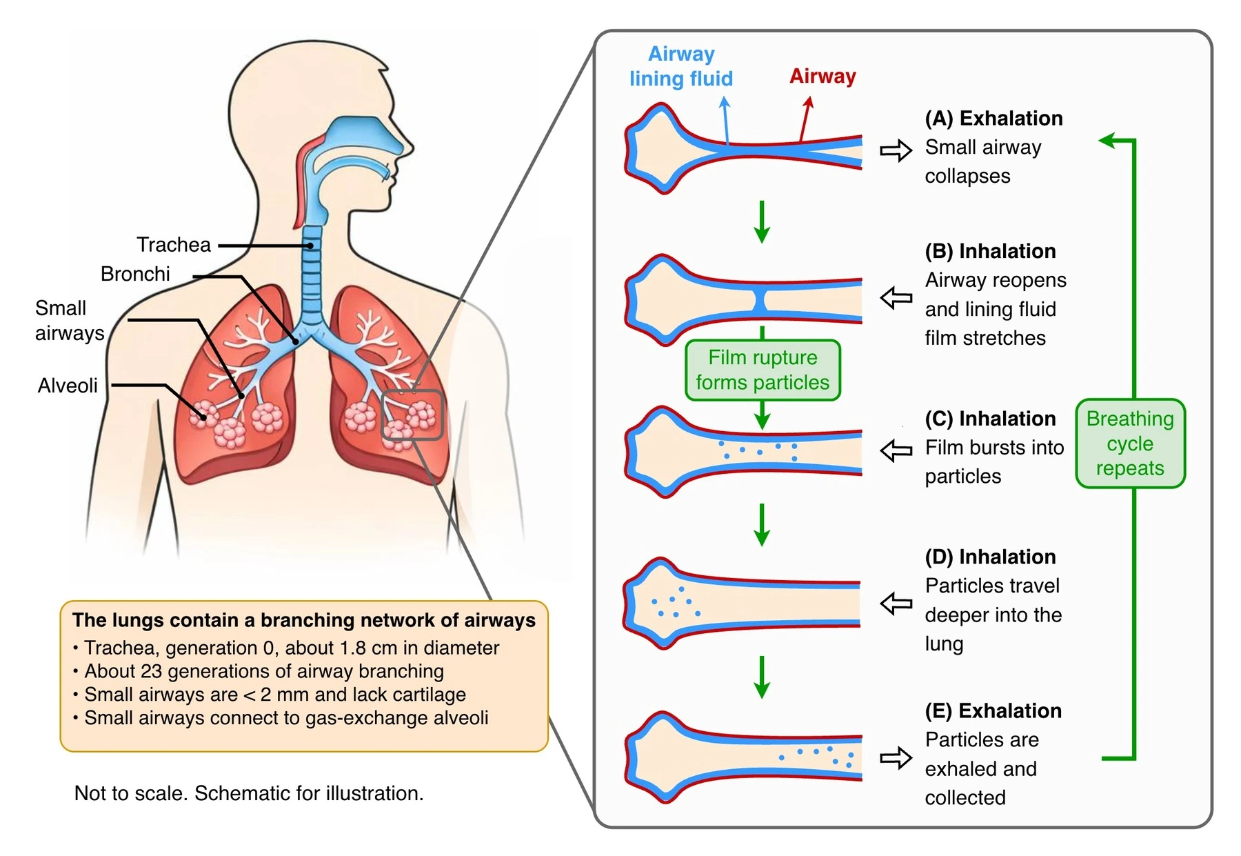 Diagram of the respiratory tract showing how repeated airway collapse and reopening during breathing ruptures the airway lining fluid into aerosol particles that are exhaled.